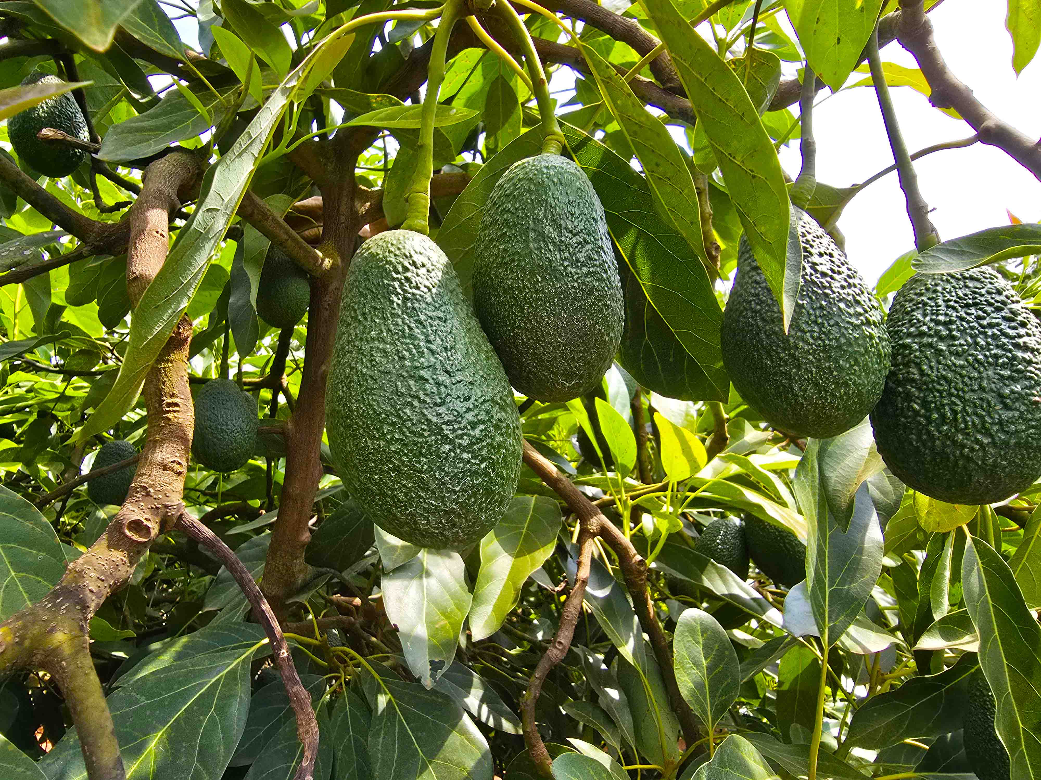 Pendo Orchards orchard